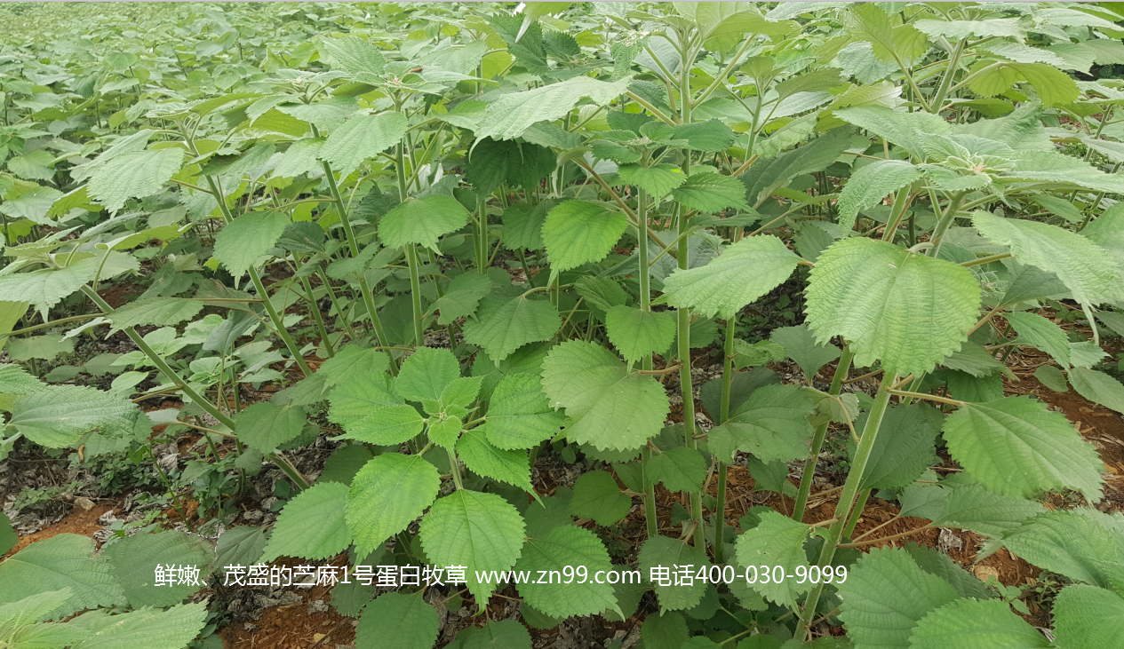 苧麻1號蛋白牧草——高蛋白高氨基酸藥草兼用，四季多年生超高產(chǎn)牧草