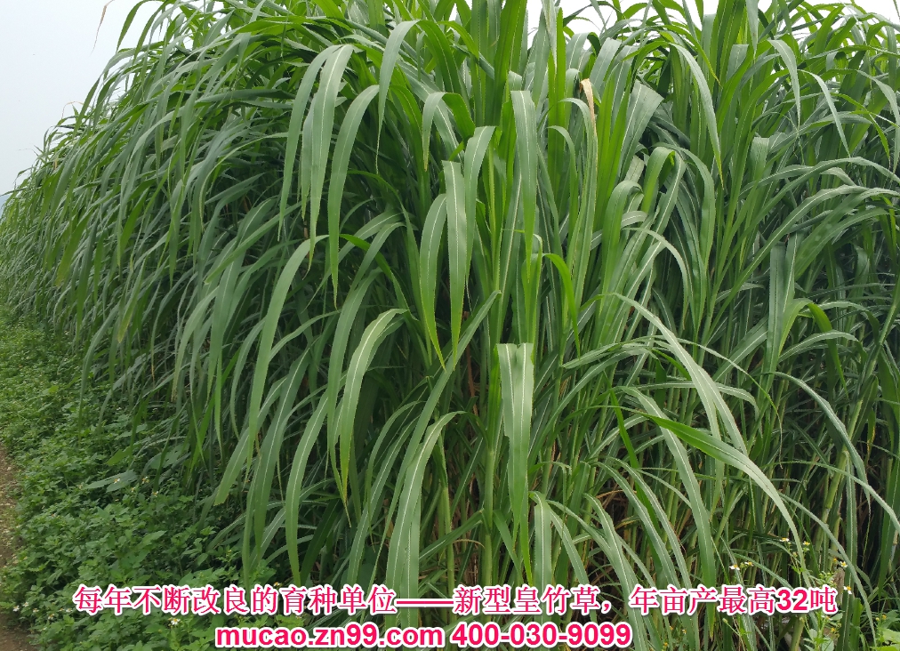 產(chǎn)量超高的牧草品種——新型皇竹草，熱研4號王草，產(chǎn)量超高的牧草品種，已經(jīng)暫停推廣