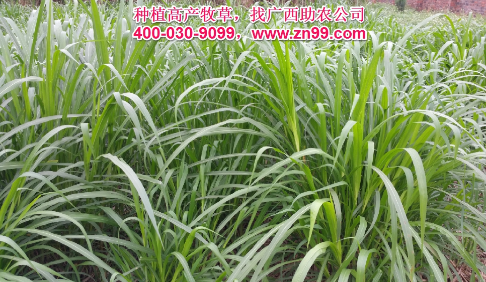 廣西助農(nóng)2025年優(yōu)質(zhì)高產(chǎn)牧草品種報價一覽表，種植高產(chǎn)牧草，有效降低養(yǎng)殖成本，提高肉質(zhì)提高效益！
