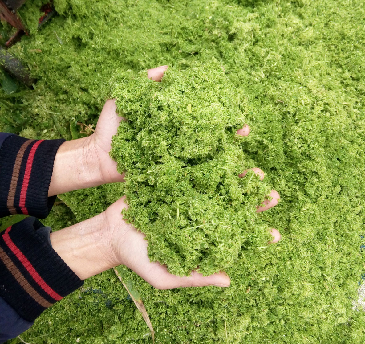 青綠牧草秸稈多功能超細(xì)粉碎打漿機(jī)小型中型大型各種機(jī)械齊全，養(yǎng)殖場(chǎng)夢(mèng)想中的降低飼料成本的好機(jī)器