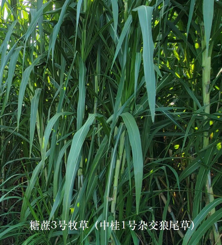 糖蔗3號牧草（中桂1號雜交狼尾草），禾本科多年生高產(chǎn)、高碳水化合物（高糖）新品種