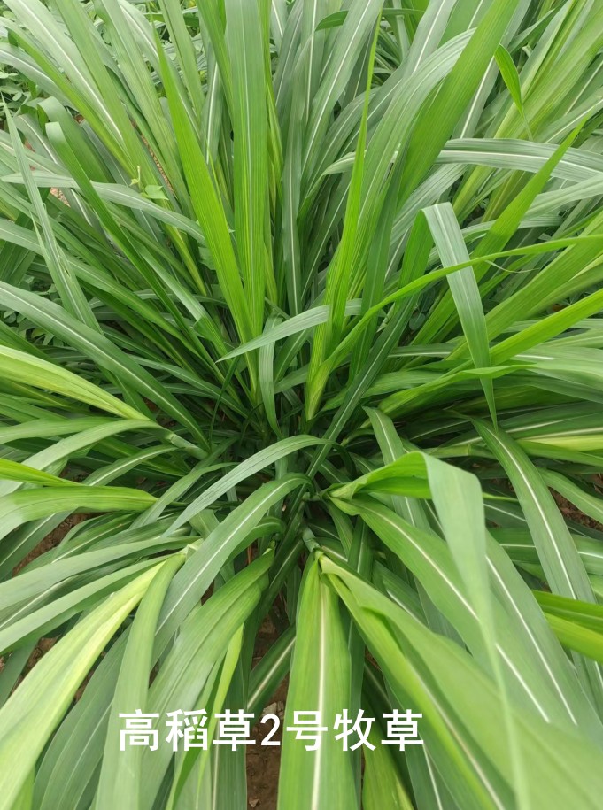 高稻草2號牧草，高粱與水稻雜交的新一代牧草品種，多年生營養(yǎng)高適口性好，各種優(yōu)勢可能吊打傳統(tǒng)牧草