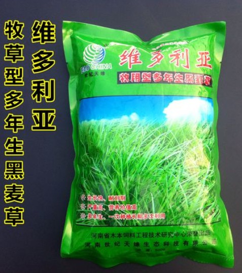 維多利亞多年生黑麥草---優(yōu)質(zhì)飼草、公園、庭園及小型綠地、高速護(hù)坡、河道護(hù)坡牧草