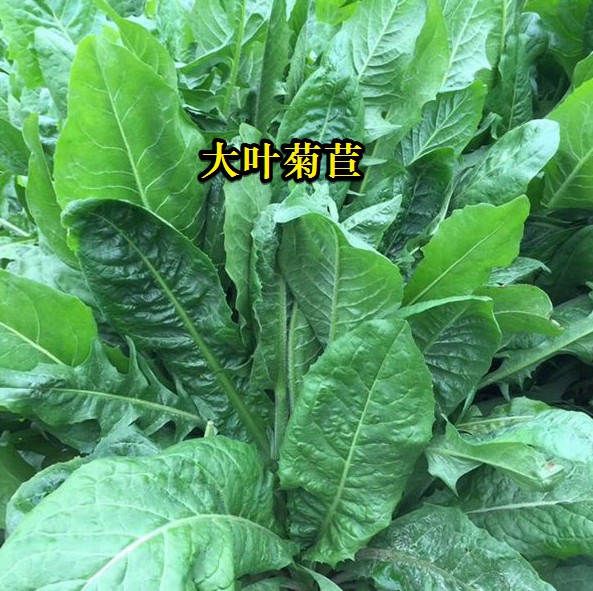 大葉菊苣----高蛋白質(zhì)含量，防畜禽拉稀、止瀉飼草