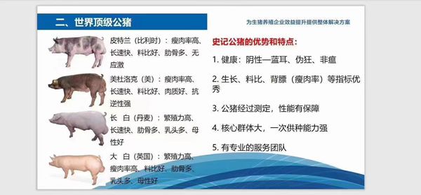 史記豬精，以“精”降本、以“種”增效--提高養(yǎng)殖者的經(jīng)濟(jì)效益！