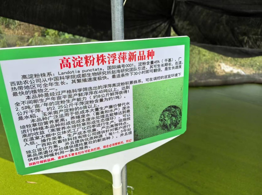飼料型浮萍新品種：高淀粉株系（紫萍）：Landotia punctata，國(guó)際編號(hào)0001，淀粉含量最高可達(dá)45%
