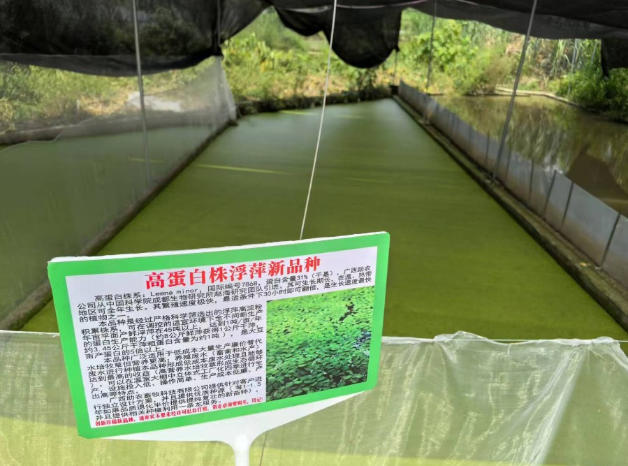 飼料型浮萍新品種：高蛋白株系：Lemna minor，國(guó)際編號(hào)7868，粗蛋白含量最高31%