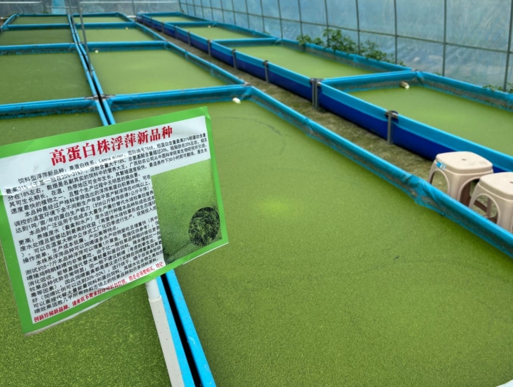 【營養(yǎng)大王·高效蛋白源】飼料型高蛋白浮萍——畝年產(chǎn)1噸天然高蛋白飼料，養(yǎng)殖降本增效利器！