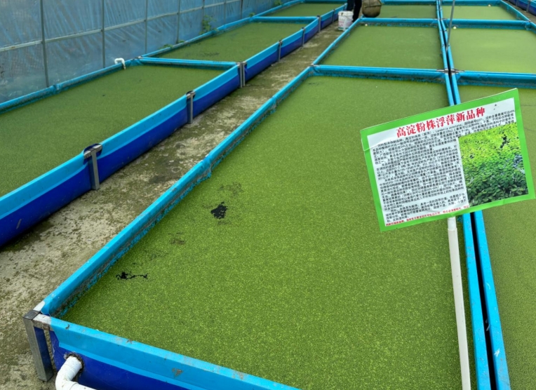 【營養(yǎng)大王·高效淀粉源】飼料型高淀粉浮萍——畝年產(chǎn)6倍淀粉，養(yǎng)殖降本增效利器！