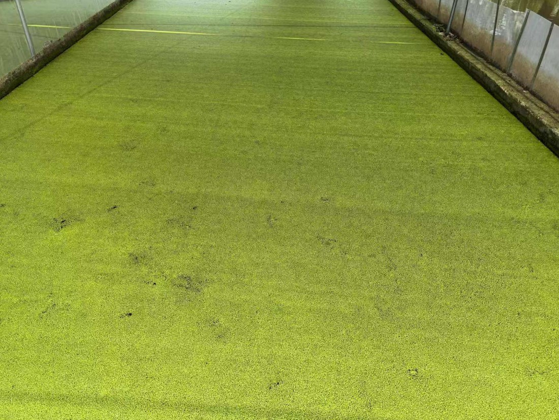 高蛋白株系：Lemna minor，國際編號7868，蛋白含量31%2.jpg