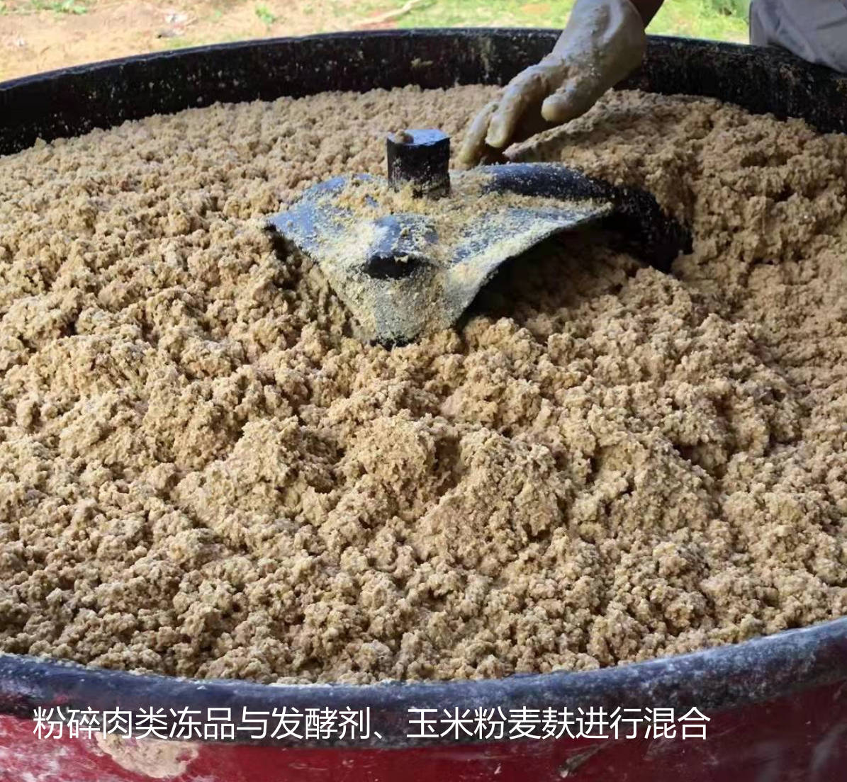 粉碎肉類凍品與發(fā)酵劑、玉米粉麥麩進行混合.jpg