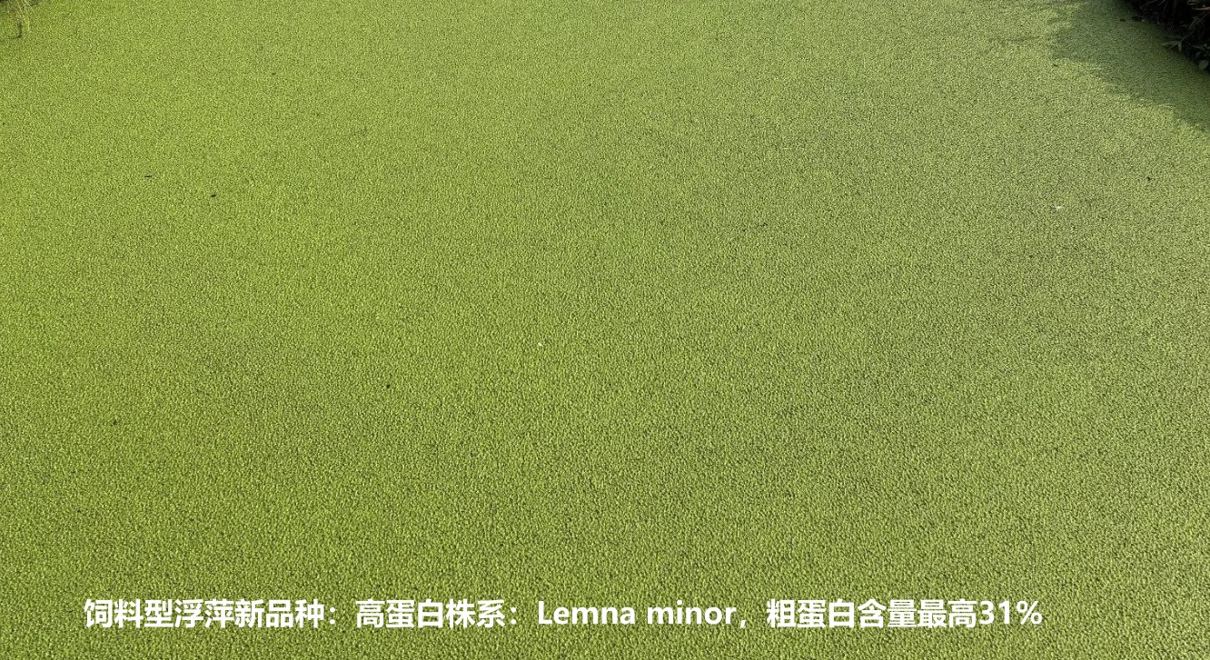 飼料型浮萍新品種：高蛋白株系：Lemna minor，國(guó)際編號(hào)7868，粗蛋白含量最高31%.jpg