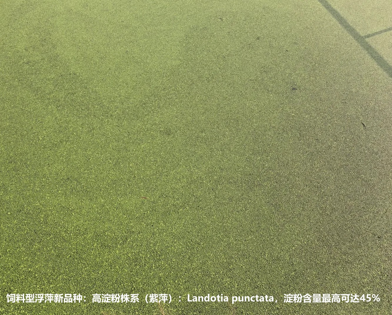 飼料型浮萍新品種：高淀粉株系（紫萍）：Landotia punctata，國(guó)際編號(hào)0001，淀粉含量最高可達(dá)45%.jpg