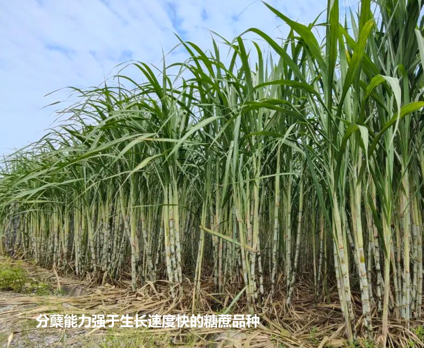 分蘗能力強(qiáng)于生長速度快ID糖蔗品種.jpg