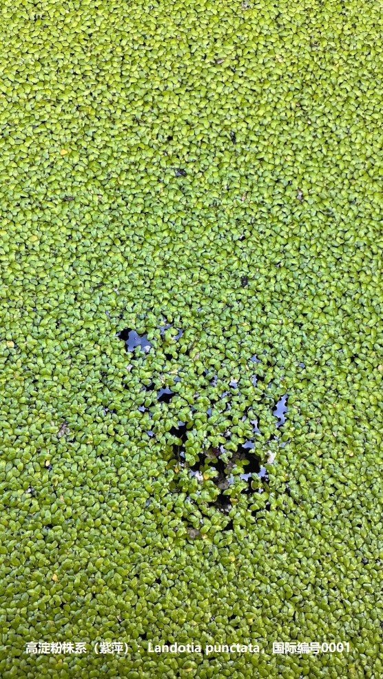 高淀粉株系（紫萍）：Landotia punctata，國(guó)際編號(hào)0001.jpg