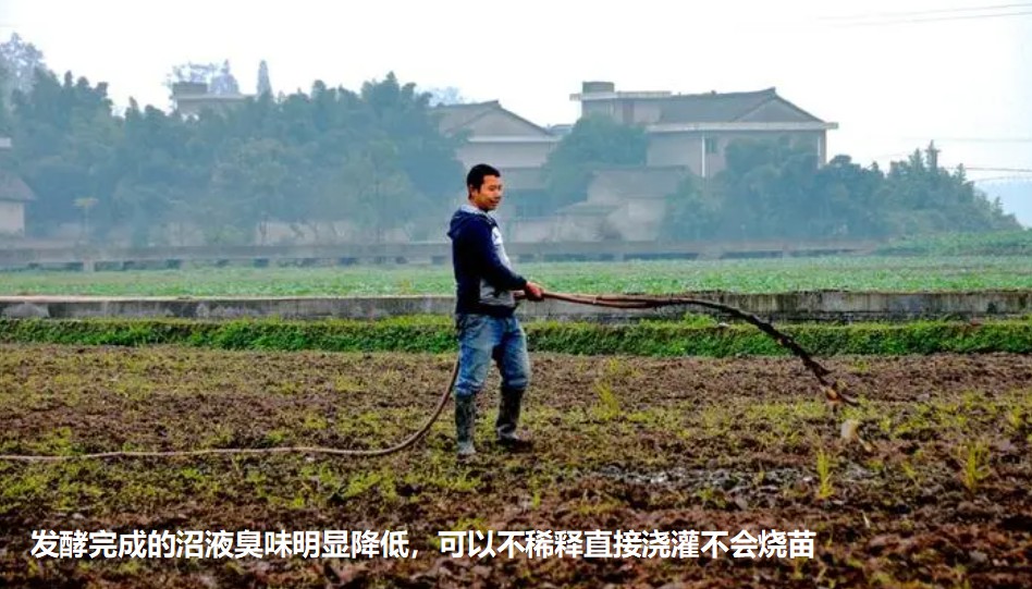 發(fā)酵完成的沼液臭味明顯降低，可以不稀釋直接澆灌不會燒苗.jpg