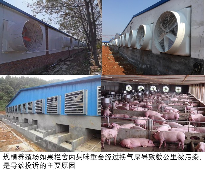 規(guī)模養(yǎng)殖場如果欄舍內臭味重會經過換氣扇導致數(shù)公里被污染，是導致投訴的主要原因.jpg