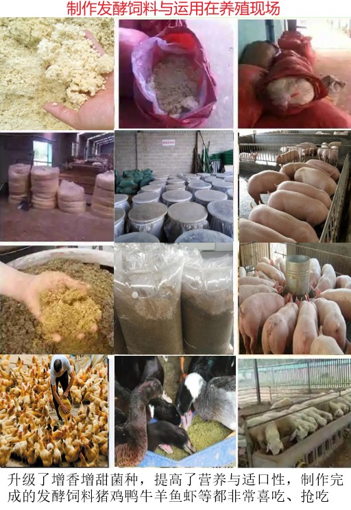 制作發(fā)酵飼料與運(yùn)用在養(yǎng)殖現(xiàn)場.jpg