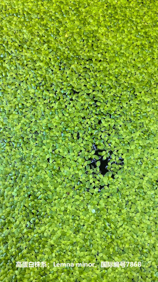 高蛋白株系：Lemna minor，國際編號7868.jpg