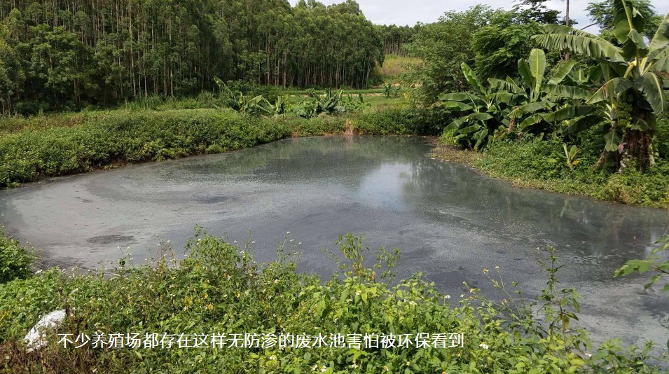 不少養(yǎng)殖場都存在這樣無防滲的廢水池害怕被環(huán)?？吹?jpg